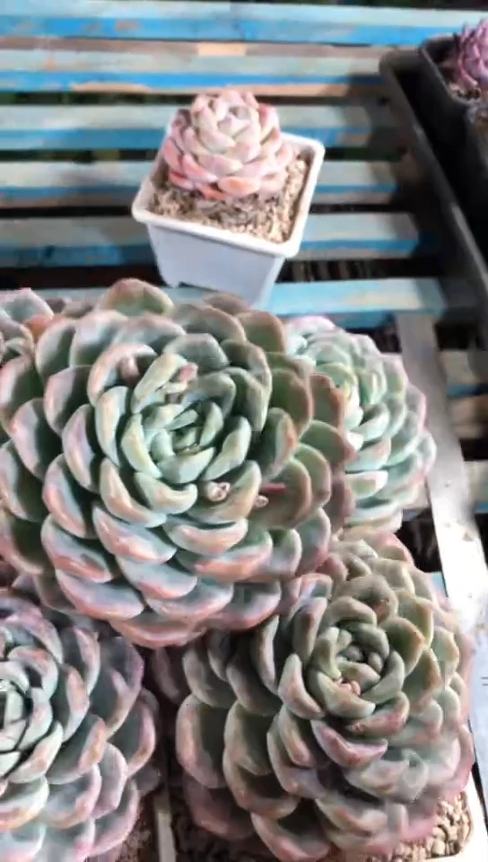 【闪购商品】精控大单头冰玉