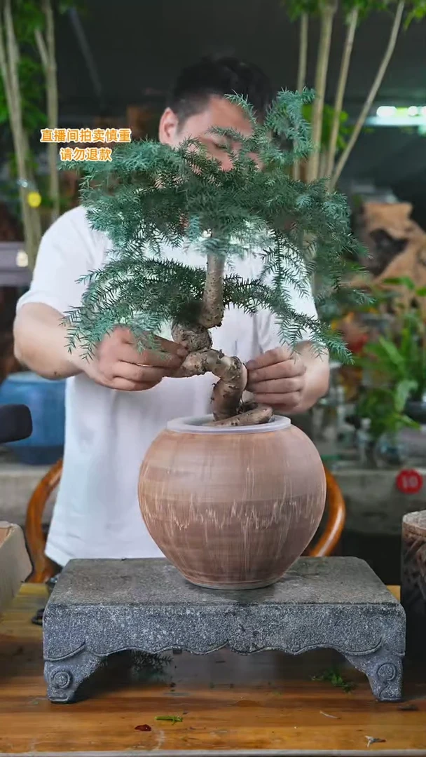 当前无花栽培后可以开花澳洲杉021H+