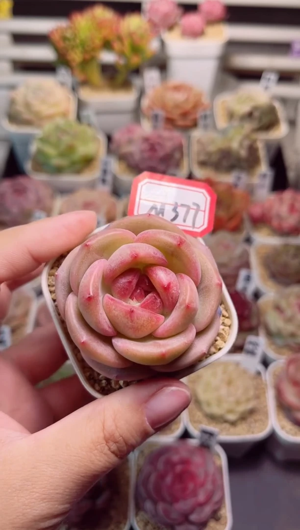 【闪购商品】M377月魄一物一拍