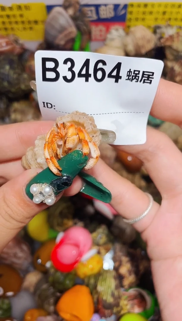 陌派甄选寄居蟹3464