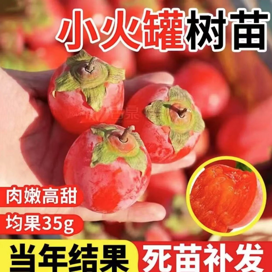 【小火罐柿子树苗】火晶柿子苗南方北方盆栽地栽阳台庭院四季果树苗