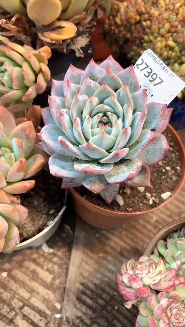 @*L多肉植物一物一拍27397