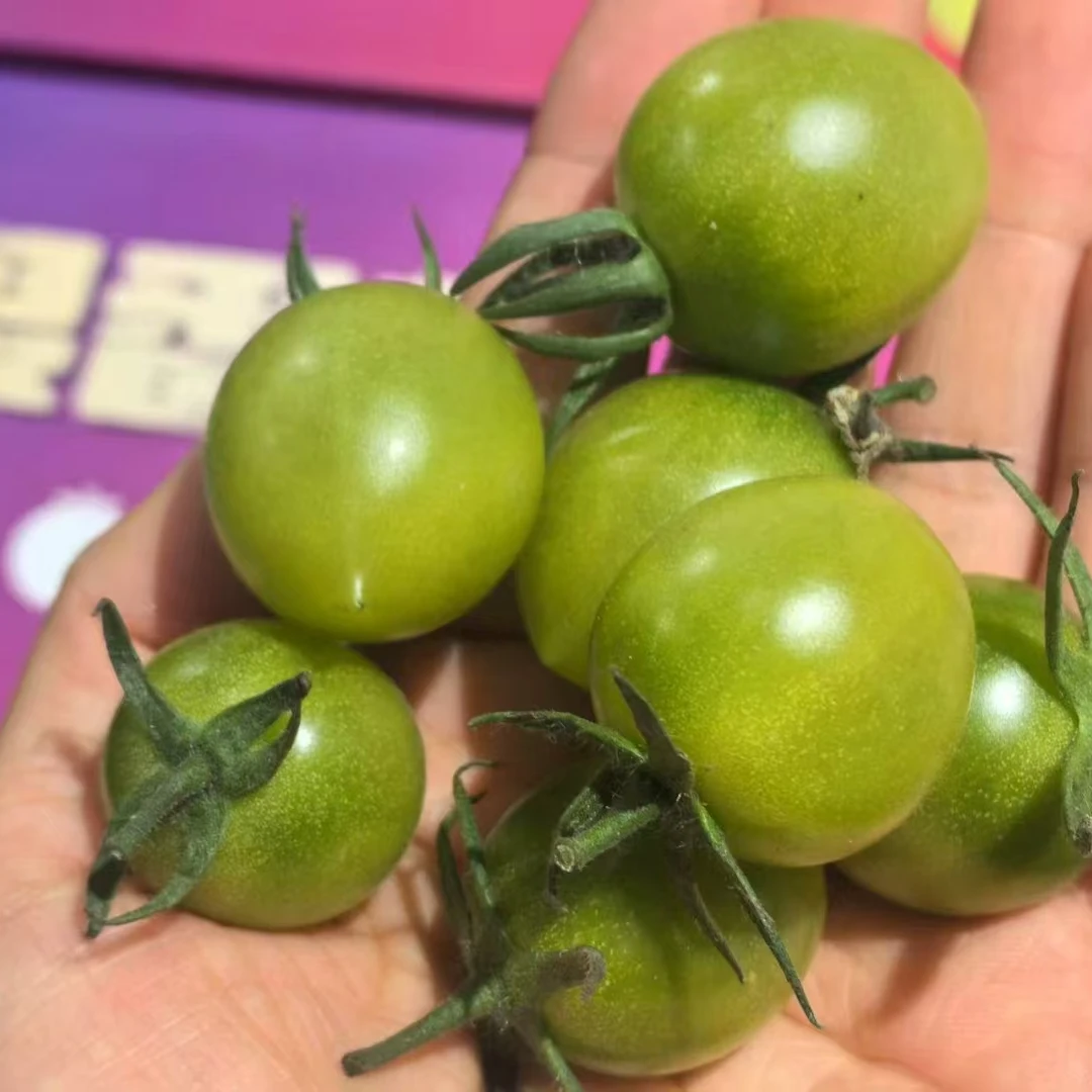青甜糖果番茄小番茄一箱2斤左右番茄同城配绿番茄