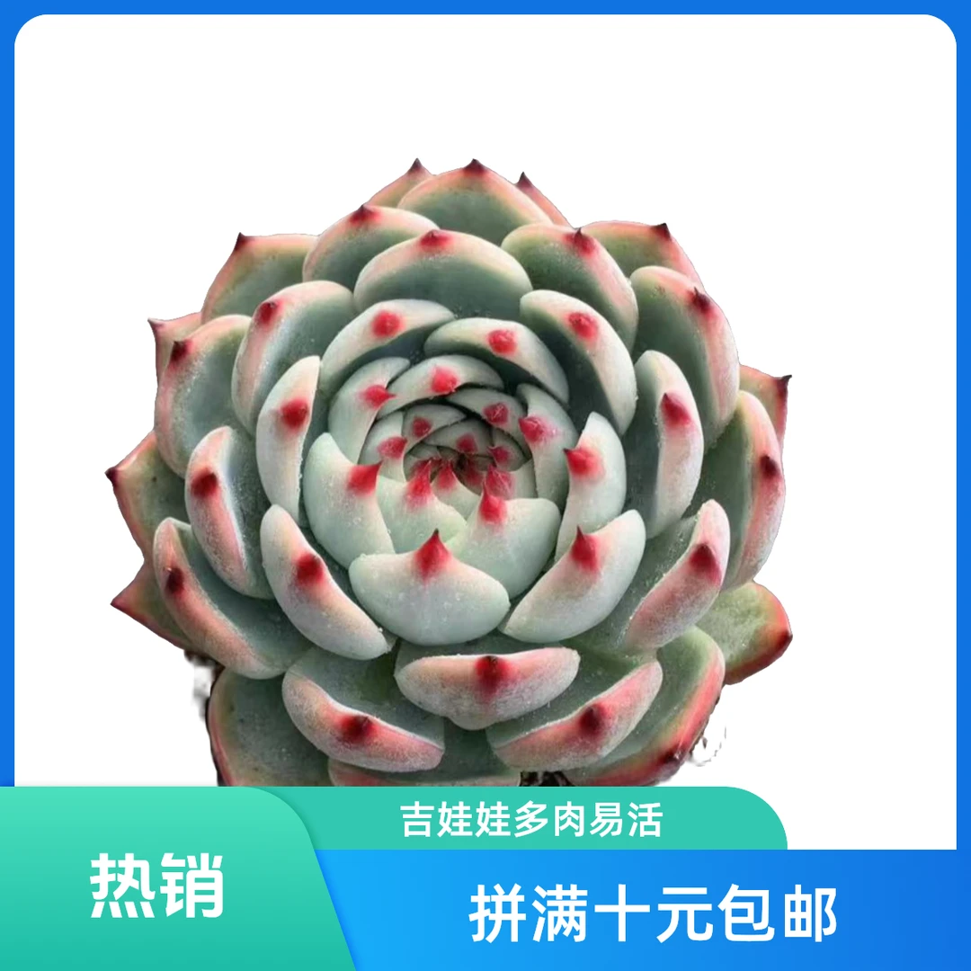 吉娃娃满15元包邮多肉植物新手好养必备庭院好养实物以直播间为准