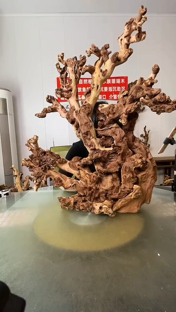 木水**物金丝红木 羊蹄甲