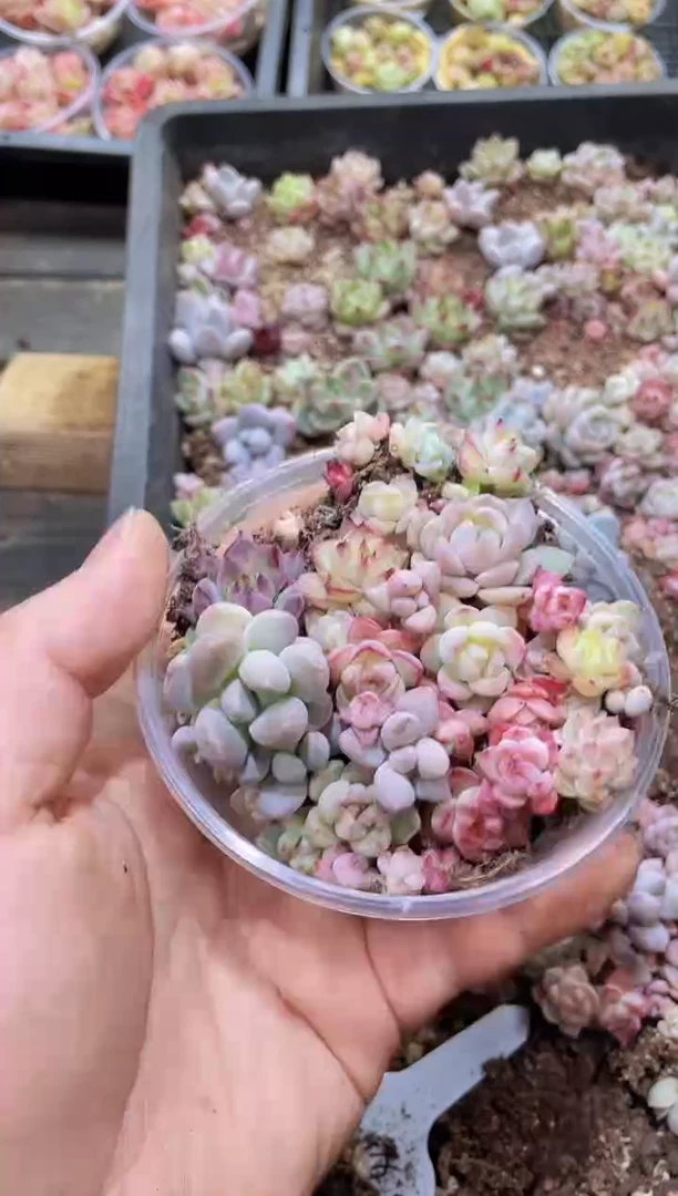 【闪购商品】150奶混量拍1盒