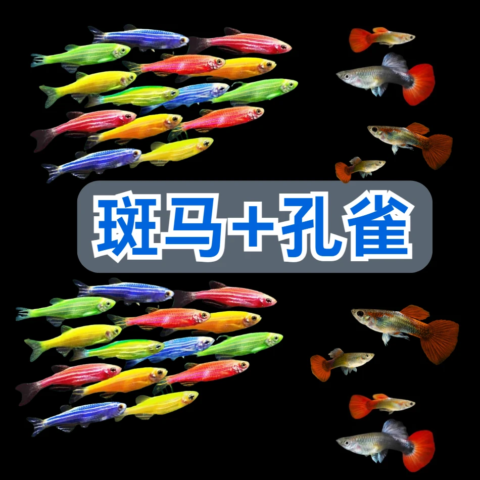 【20条】斑马鱼+孔雀鱼小型淡水观赏鱼好养耐活适合新手饲养
