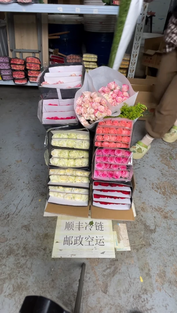 白雪山2扎+高原红+洛神+戴安娜+佛洛依德+艾沙+折射2扎+黄莺+绿林