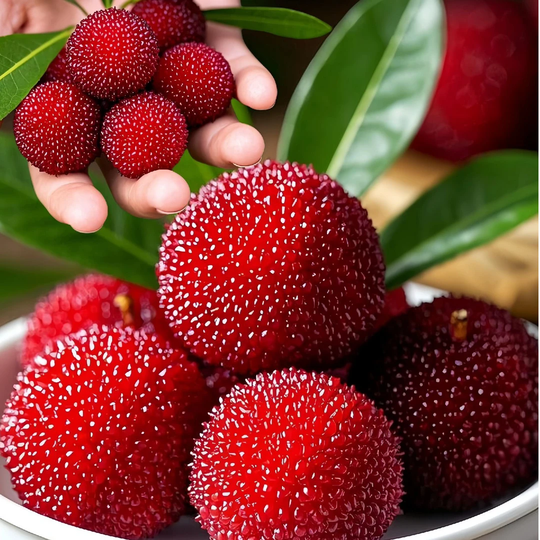 盆栽东魁杨梅树苗嫁接杨黑炭梅苗盆栽地栽庭院阳台种植耐寒品种