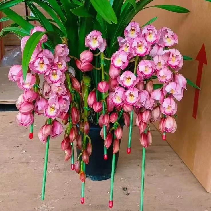 （基地直发）朝阳拱兰粉色大花蕙兰年宵花供兰（基地原盆破不售后）
