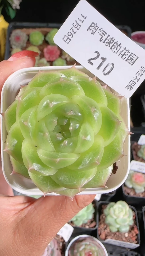 1126-210p3-71群生不包整
