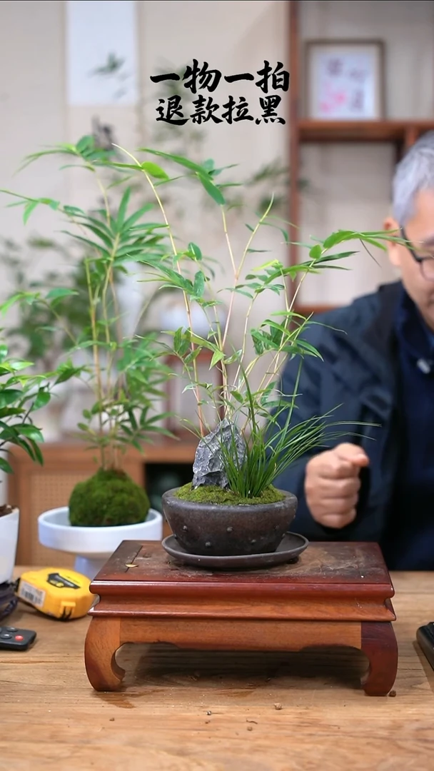 完全开放摩****宝竹子185