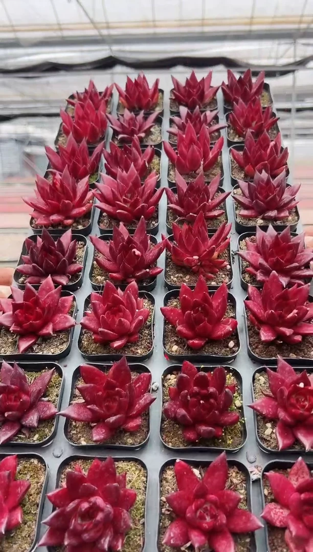 【闪购商品】福利多肉-39（一颗）