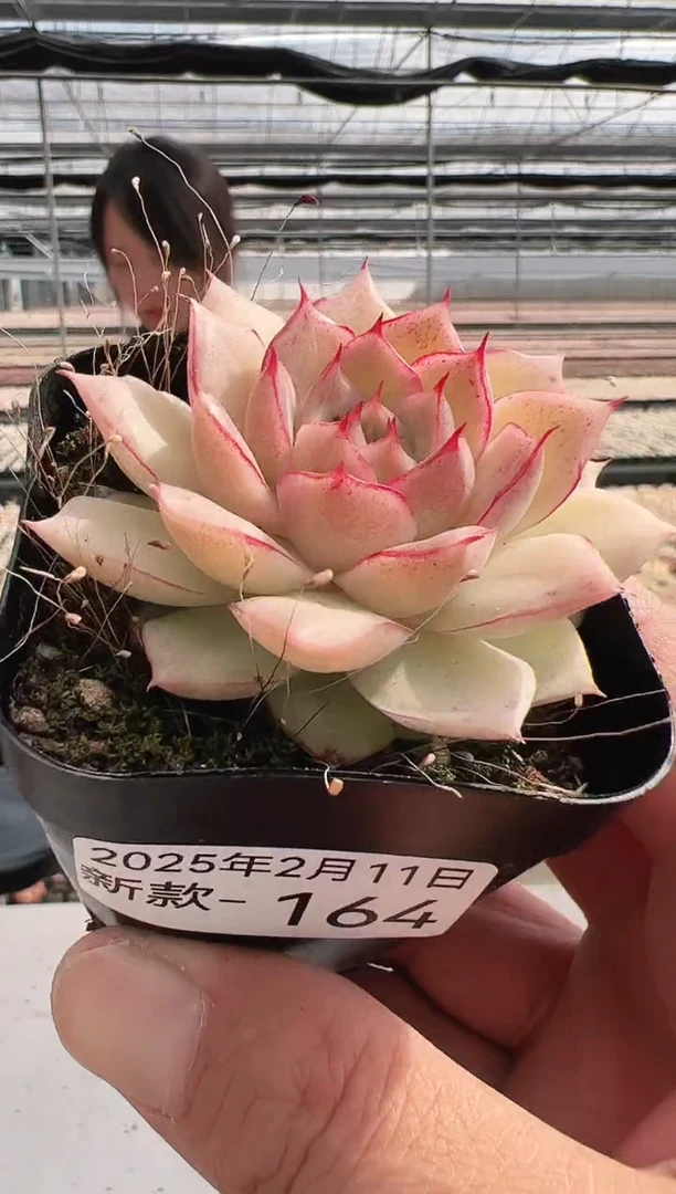 【闪购商品】新款多肉-164