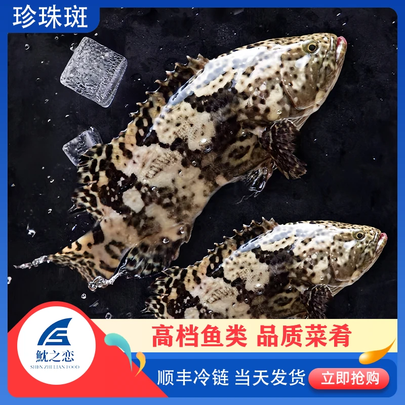 沈之恋600-700g海鲜珍珠老虎斑鱼鲜活速冻石斑鱼顺丰冷链发货