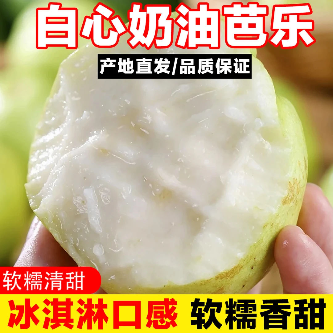 KS正宗老树奶油芭乐番石榴水果新鲜现摘应季老树果软糯爆香甜芭乐