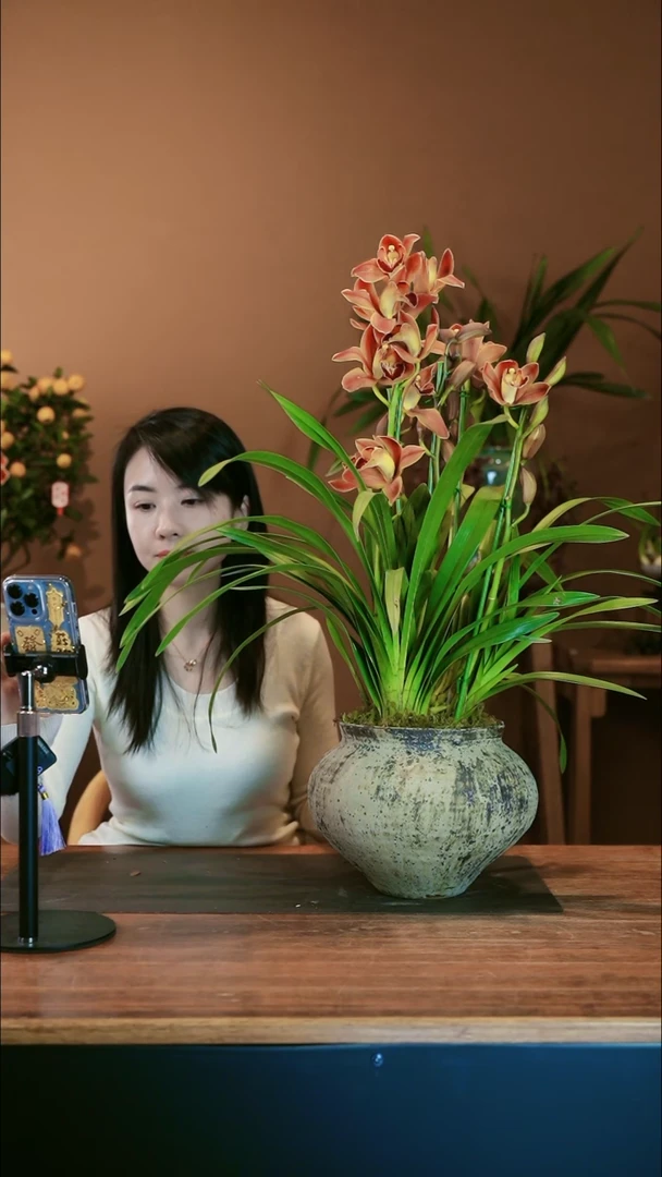 【闪购商品】盆景橙梦境