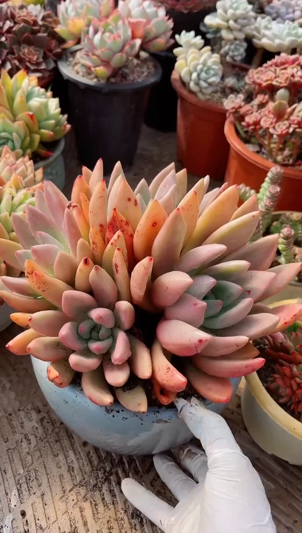 【闪购商品】23418