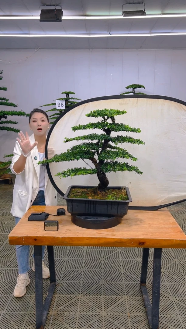 无花朵一物一拍一物一拍