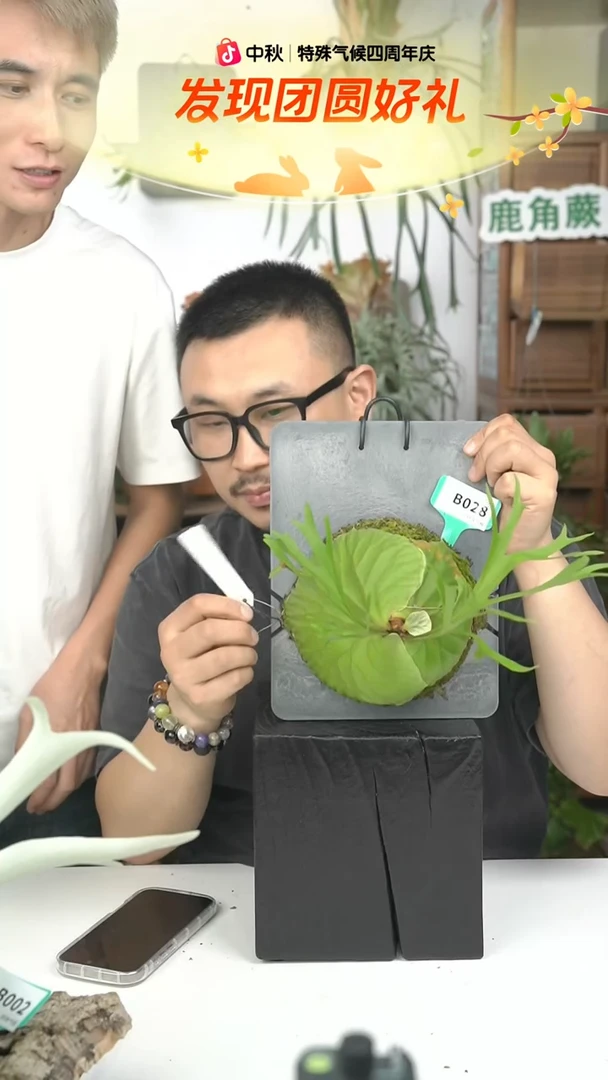 不开花植物B028-珊瑚亚猴
