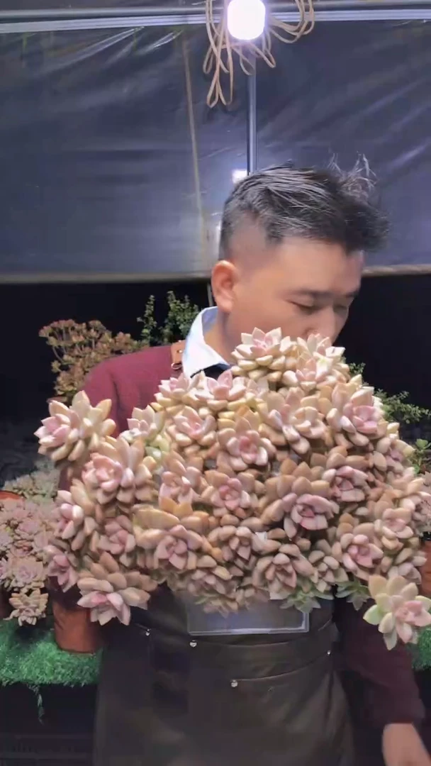 289淡雪缀化一物一拍
