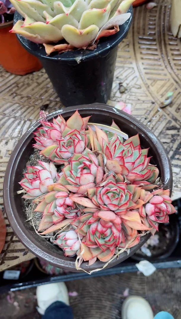 【闪购商品】03098