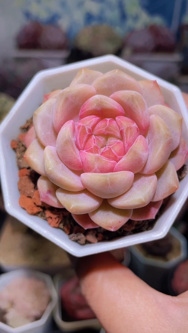 【闪购商品】365西柚琥珀多肉