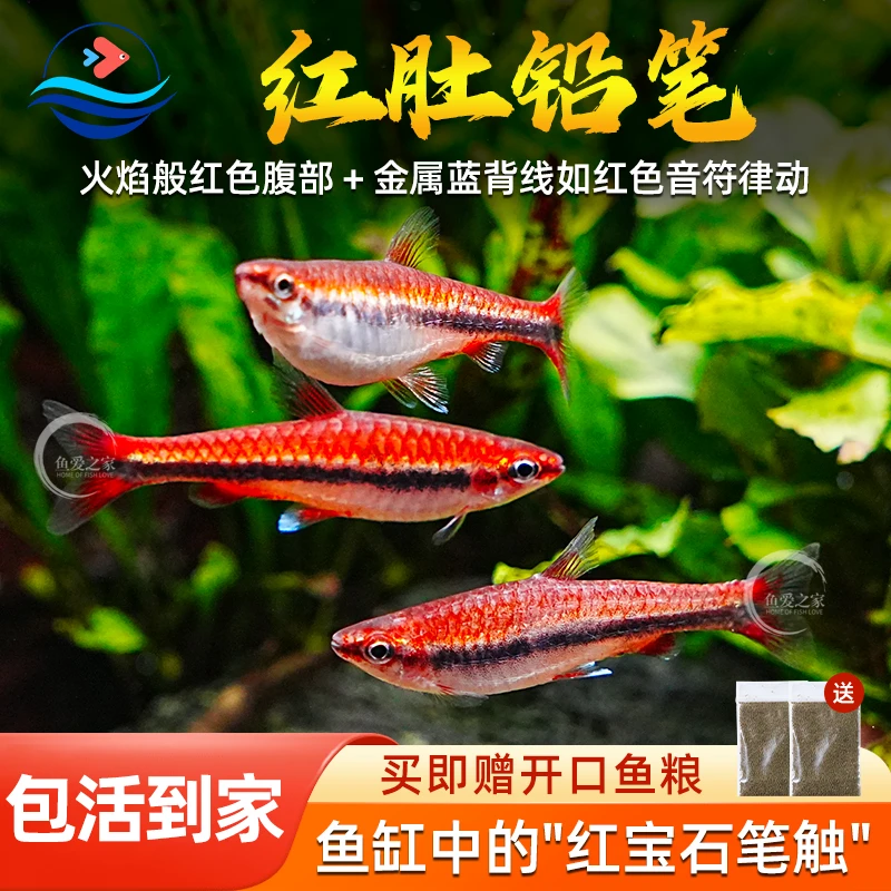 红肚铅笔橘色铅笔鱼红头红肚铅笔灯观赏鱼水草缸群游小型热带活体