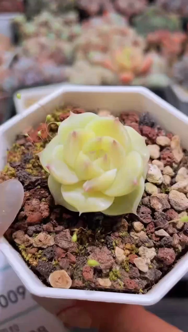 【闪购商品】006黄珍