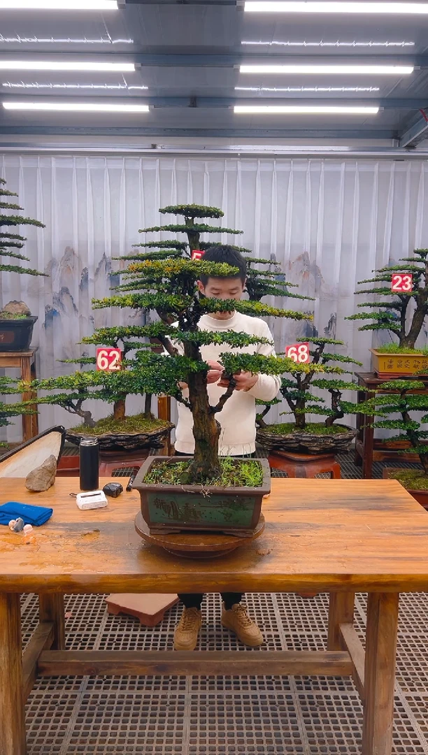 【闪购商品】紫砂精品盆景直播间一物一拍