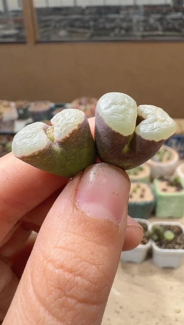 多肉植物肉锥16-328缺水福利