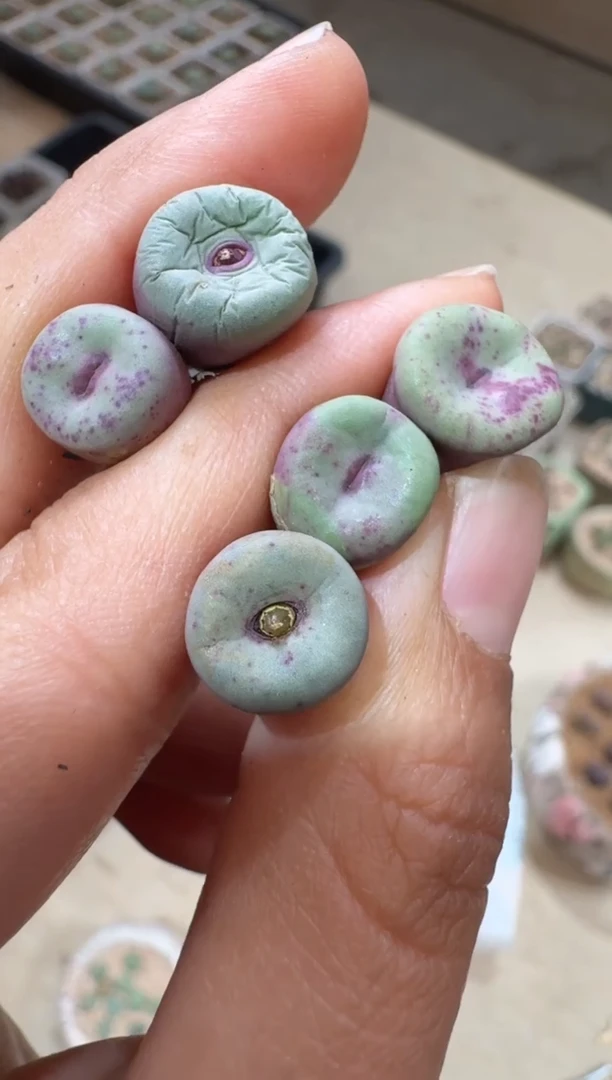 227多肉植物肉锥嘴一颗