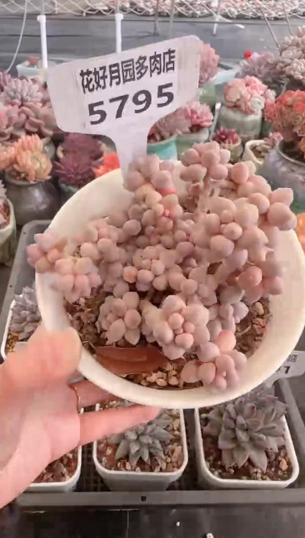 【闪购商品】5795.