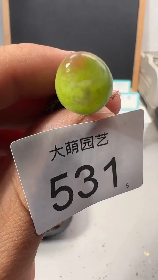 【闪购商品】+++531