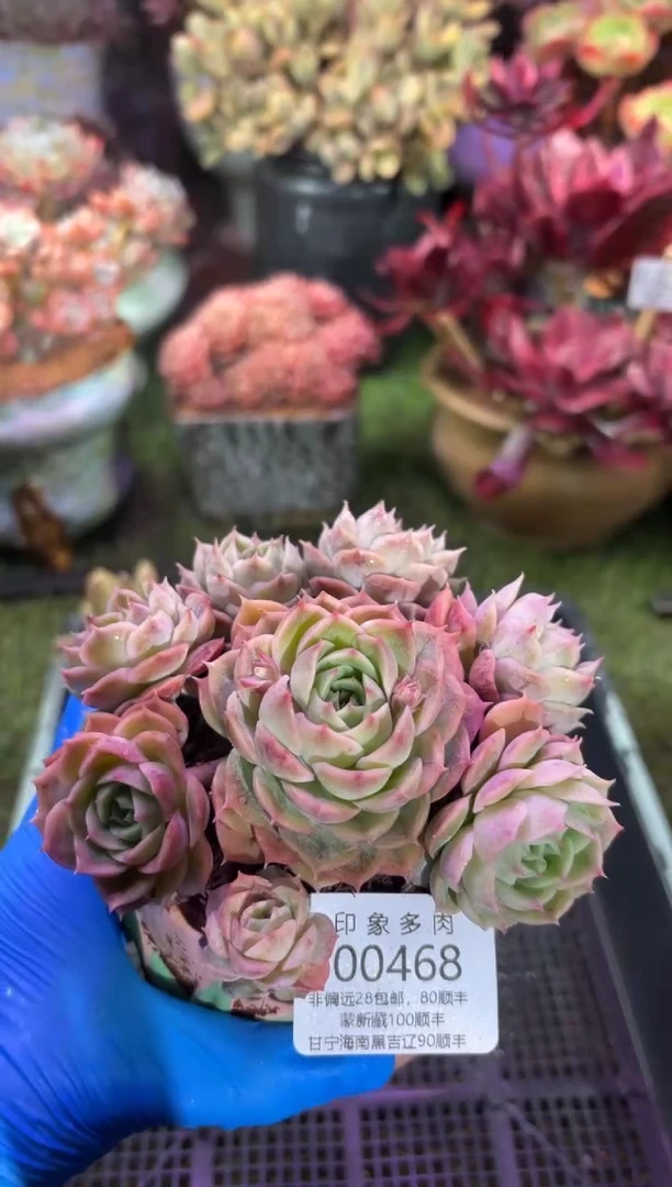 【闪购商品】00468