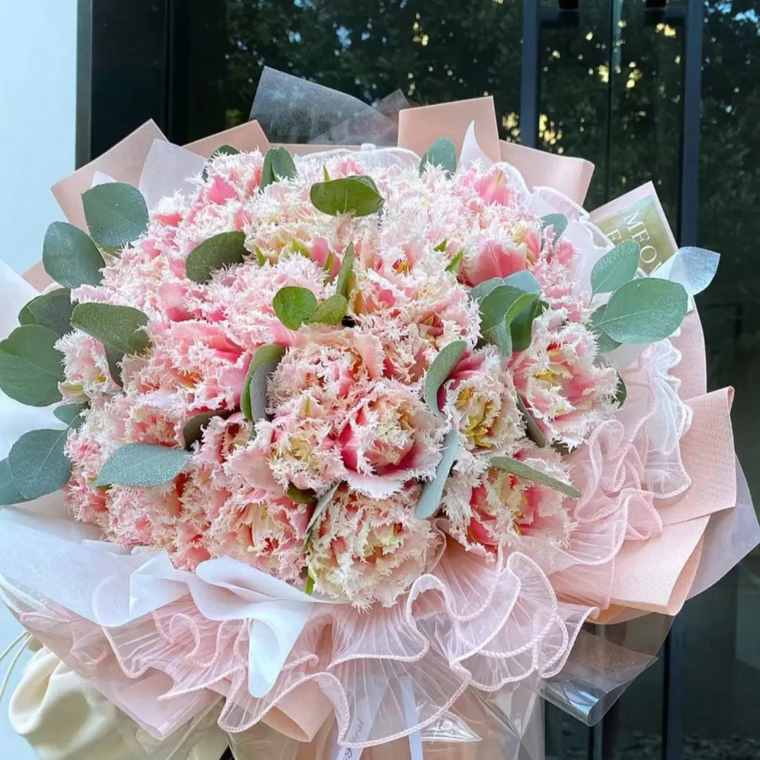稀有重瓣郁金香花种郁金香花水培荷兰进口5度球郁金香种球水培