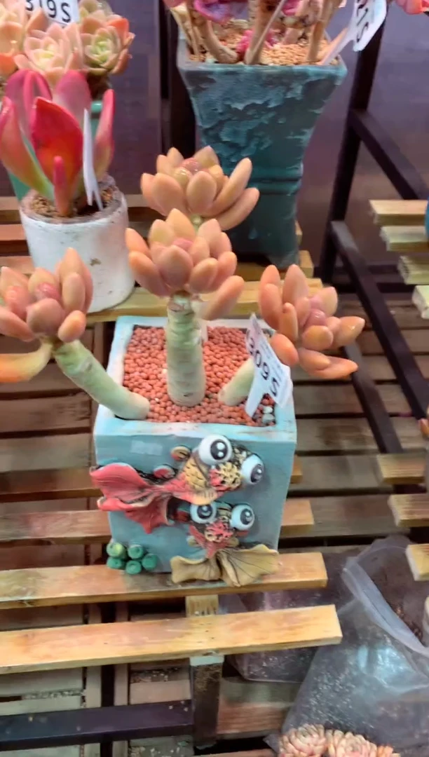 309S（一物一拍，精品多肉，所见即所得 ）