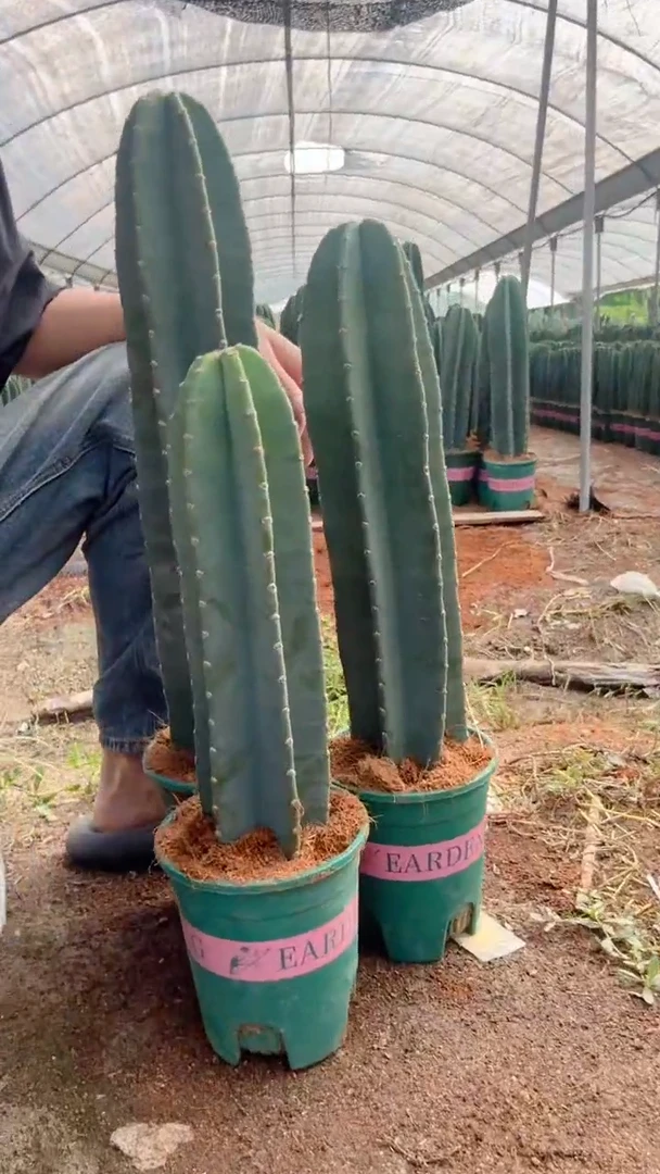 【带根】20 30 40cm 量天尺【不带花苞】