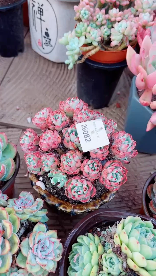 26079多肉植物一物一拍