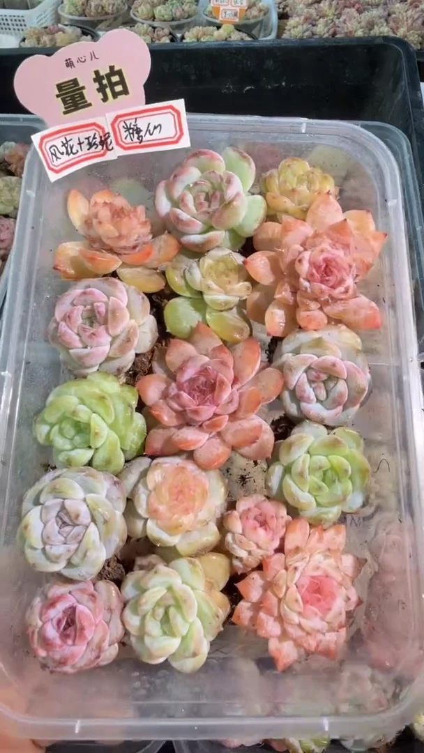 风花+珍妮 糖心 切糕1盒 量拍混发