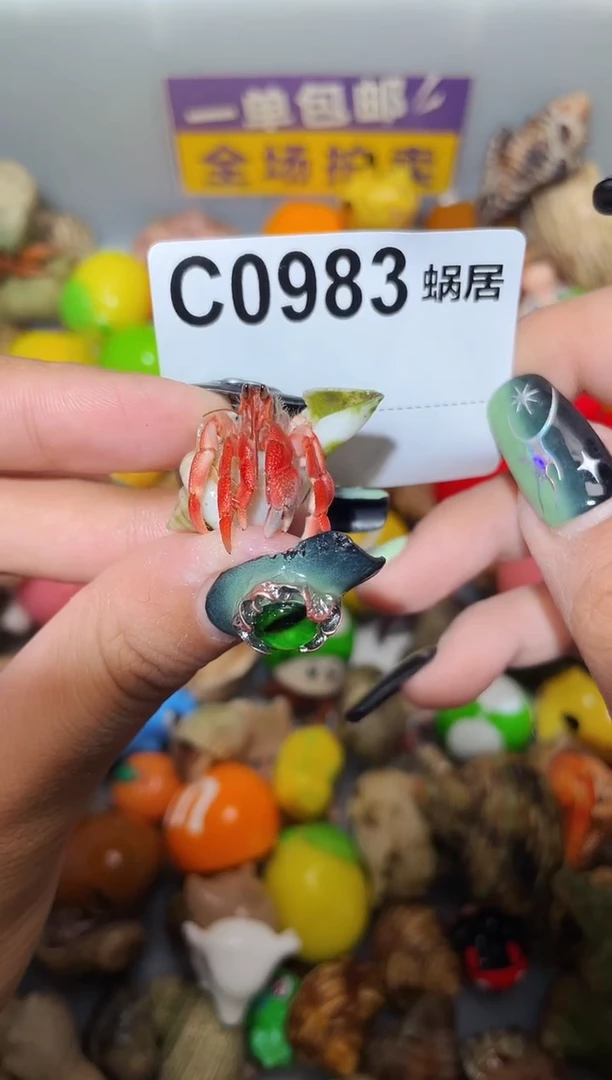 寄居蟹陌派甄选寄居蟹0983