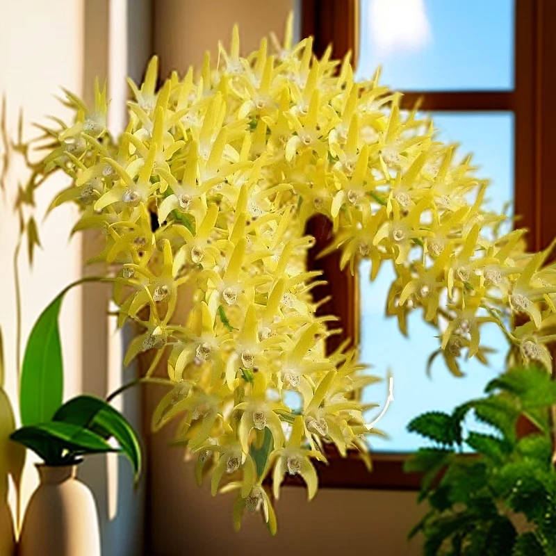 1盆黄大明石斛真实兰花花期蝴蝶兰长达2个月以上（5支杆条以上）