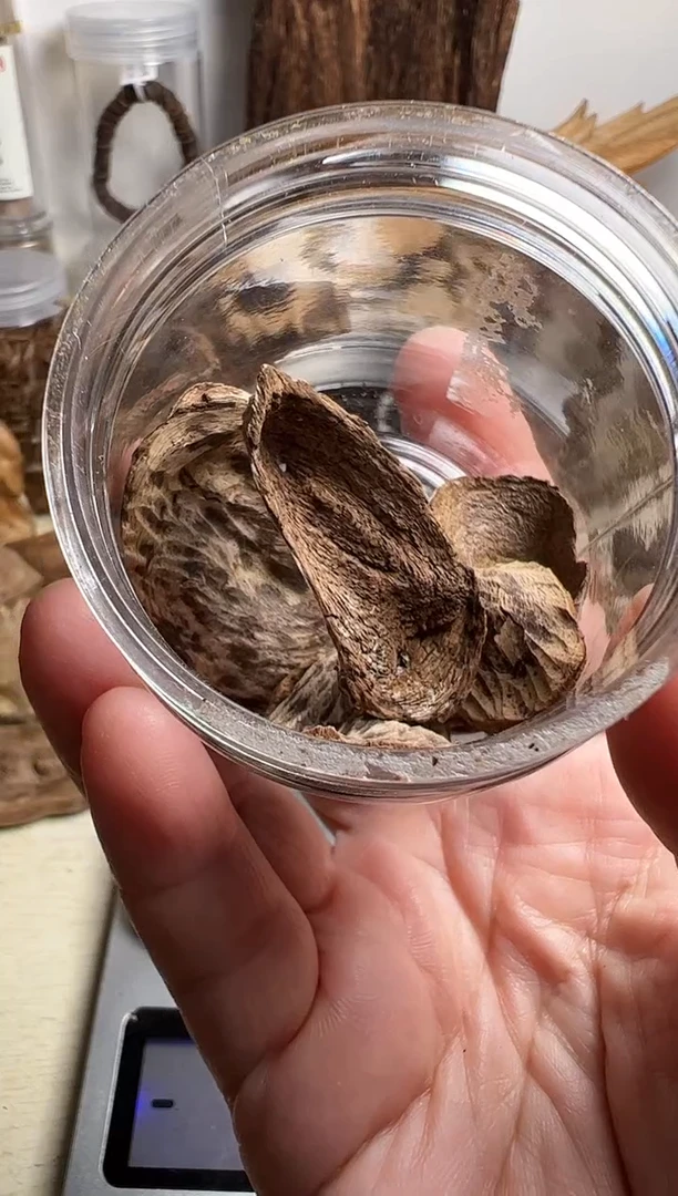 沉香沉香碎屑斯里兰卡沉水耳朵料7克