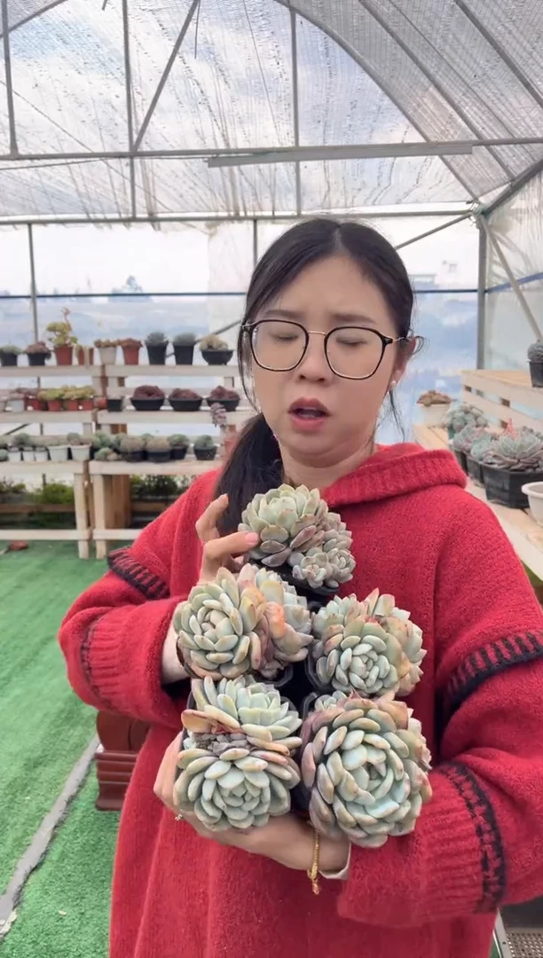 【闪购商品】23-黑方双头起星影梦露五颗9.99