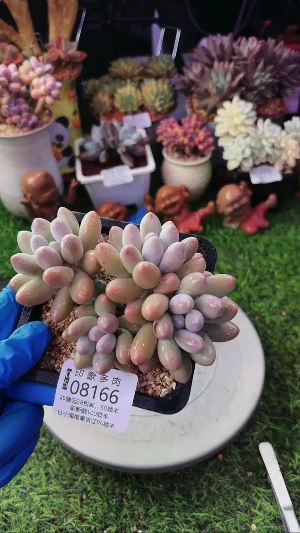 昆明印象多肉08166