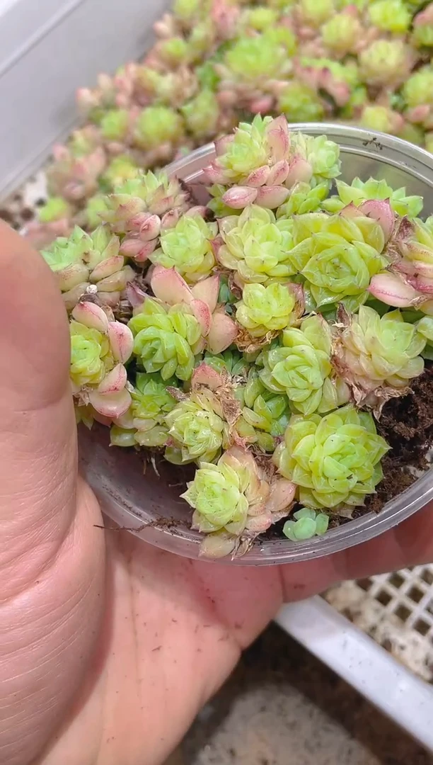 289晶体麦秆    量拍