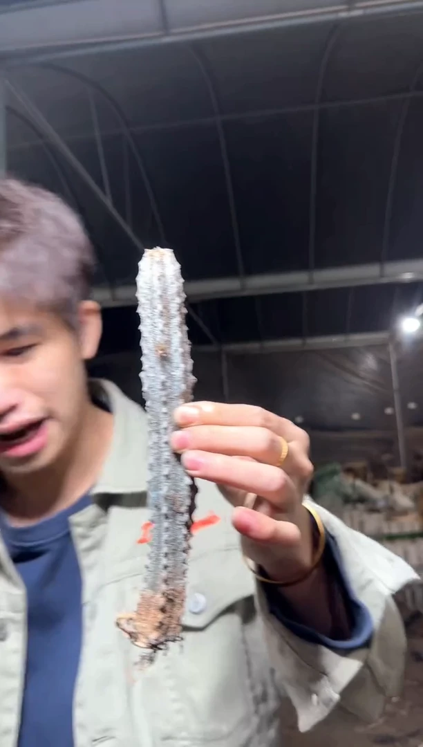 单头 亚迪麒麟【带根】