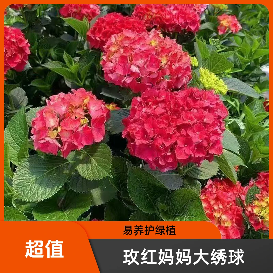 【优质】玫红妈妈大绣球盆栽苗适合庭院阳台栽种好养护新手适用