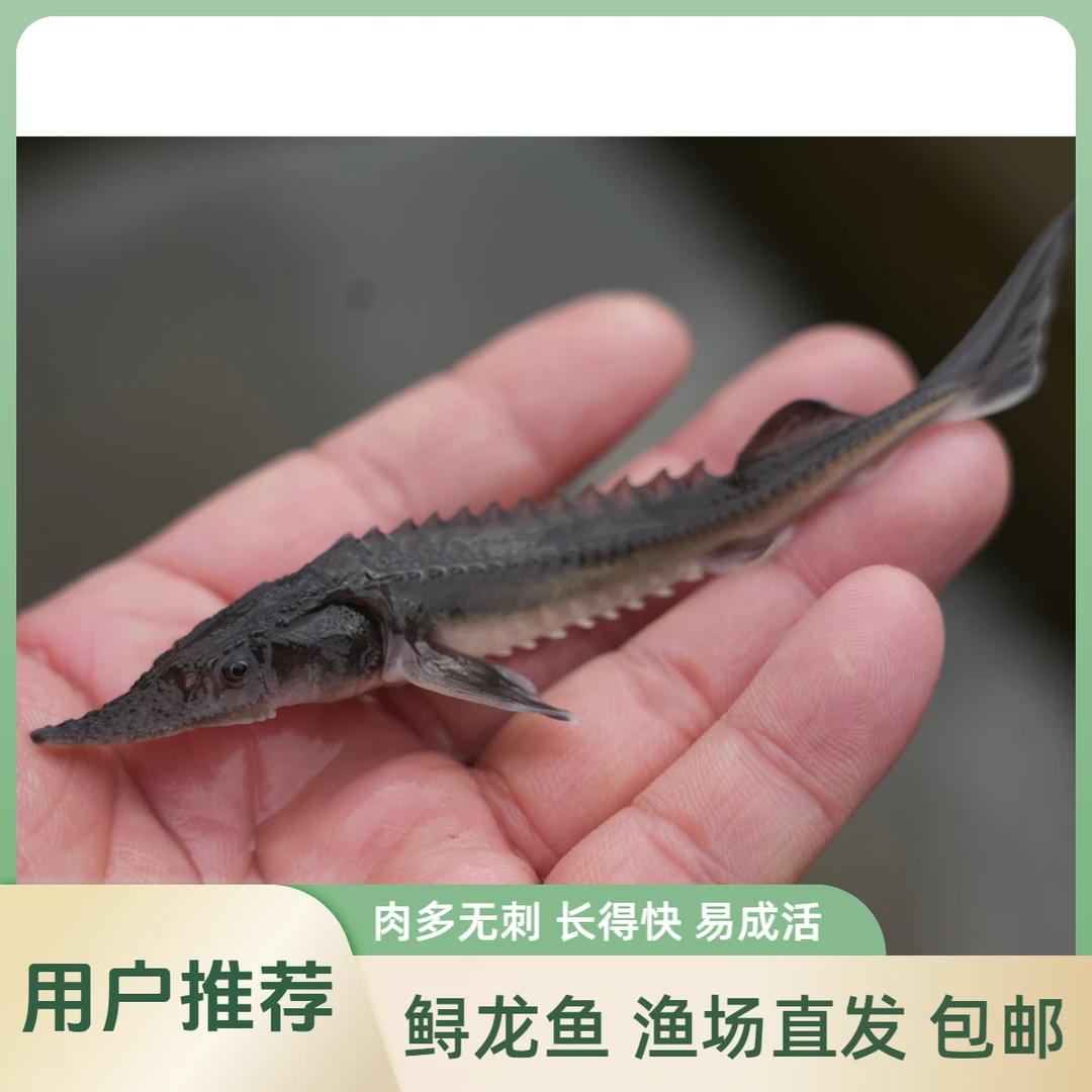 【活体】贵州寻龙鱼（7-16厘米）观赏鱼淡水鱼冷水鱼