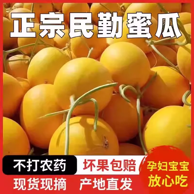 【猫猫】正宗民勤蜜瓜香甜多汁甘肃民勤新鲜当季水果